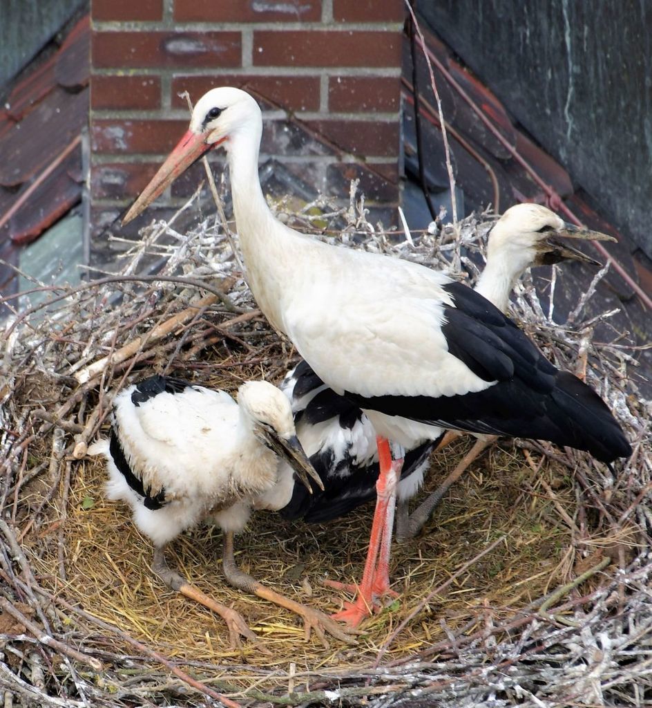 Storche Gemeinde Denzlingen