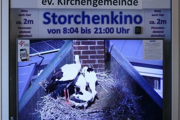 Denzlinger Storchenkino/Storchennest auf der evangelischen Kirche St. Georg (Foto: Hans Peter Rieder)