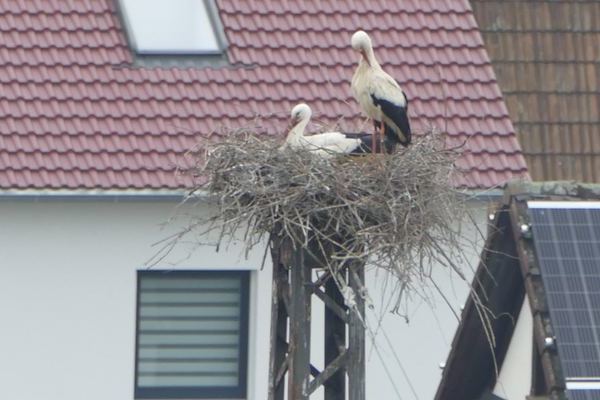 2 Strche im Storchenbest auf dem Mast der Bundesbahn