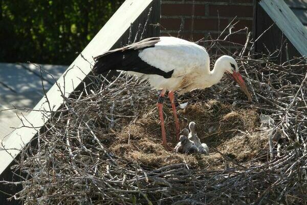 Ein Storch mit drei K�ken im Nest auf dem Turm der Kirche St. Georg