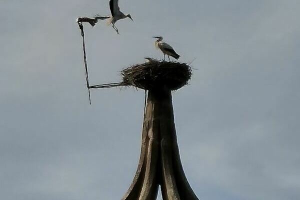 1 Jungstorch im Anflug auf das Nest auf dem Storchenturm, 1 Jungstorch sitzt im Nest