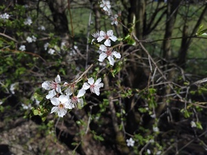 Baum Baum