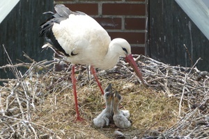 Ein stehender Storch mit drei Jungen im Nest