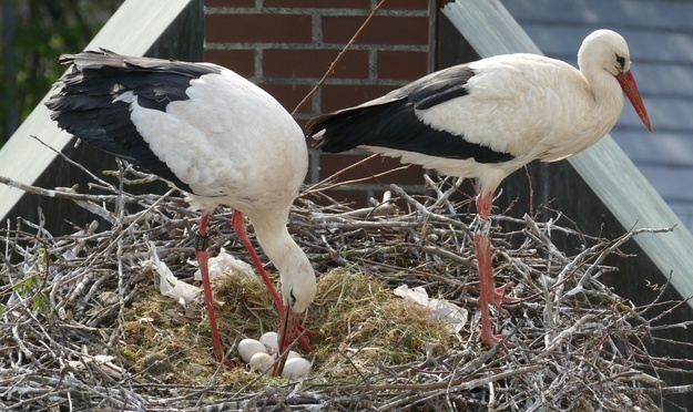2 Störche mit 5 Eiern im Nest
