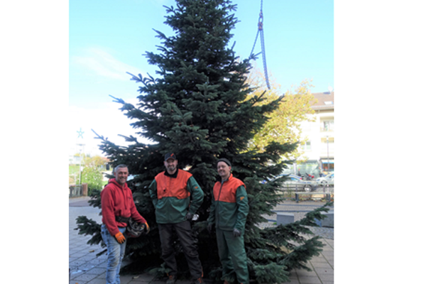 Aufbau Christbaum am Rathausplatz Denzlingen, v.l.n.r. Mitarbeiter der Firma Klaus Dinger aus Emmendingen, Bauhofmitarbeiter Matthias Nübling und Christian Bühler Aufbau Christbaum am Rathausplatz Denzlingen, v.l.n.r. Mitarbeiter der Firma Klaus Dinger aus Emmendingen, Bauhofmitarbeiter Matthias Nübling und Christian Bühler
