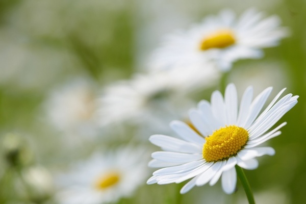 Gänseblünchen Gänseblünchen