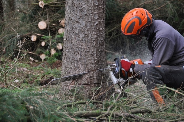 Mann mit orangfarbenem Schutzhelm fällt mit Motorsäge einen Baum Mann mit orangfarbenem Schutzhelm fällt mit Motorsäge einen Baum