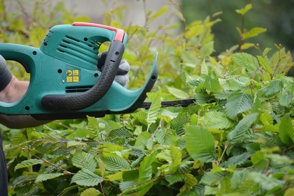 Hecke und elektrische Heckenschere Hecke und elektrische Heckenschere