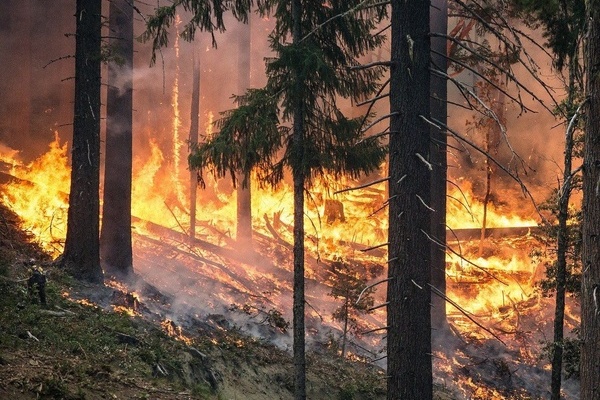 Brennende B&auml;ume im Wald