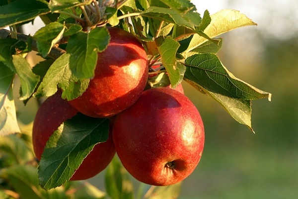 Vier rote Äpfel hängen am Ast eines Apfelbaumes