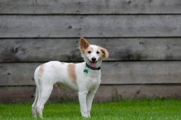 Junger weiß-beiger Hund auf einer Wiese
