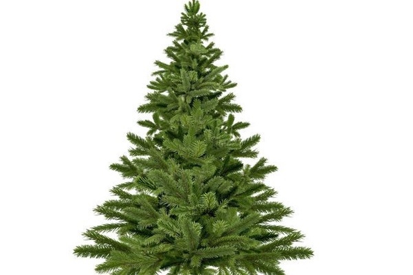 grüner Tannenbaum grüner Tannenbaum