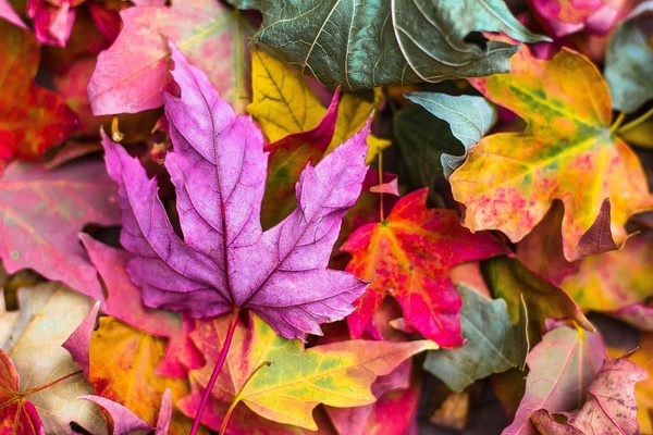 Buntes Herbstlaub Buntes Herbstlaub