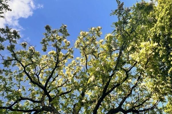 Blauer Himmel, blühender Baum Blauer Himmel, blühender Baum