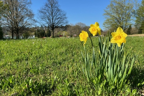 Osterglocke im Denzlinger Park