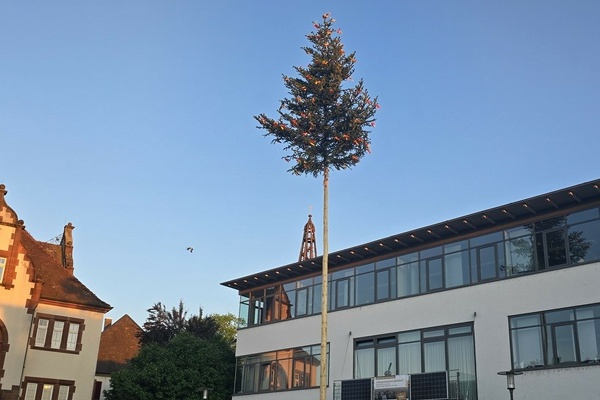 Eine Bürgermeistertanne steht auf dem Rathausplatz; im Hintergund das Neue Rathaus