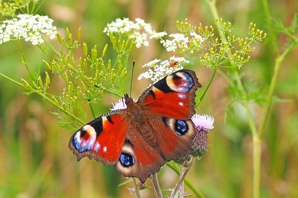 Ein bunter Schmetterling (Tagpfauenauge) sitzt auf einer wei&szlig; bl&uuml;henden Pflanze; lizenzfreies Foto von pixabay
