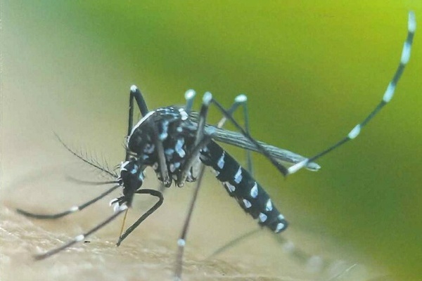 Foto einer Tigerm&uuml;cke