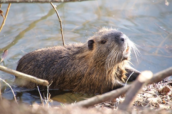 Biber am Bachufer. Foto: miloszelezny / Pixabay
