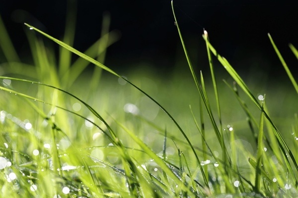 Grashalme, Wiese