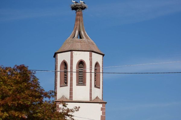 Storchennest mit 2 Störchen auf dem Storchenturm