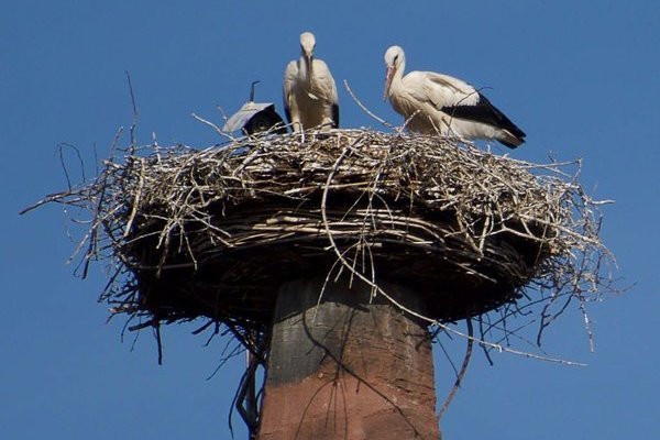 Storchennest mit 2 Störchen auf dem Storchenturm